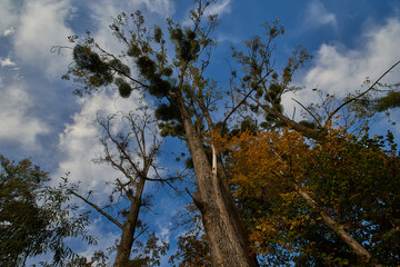 Obraz premium Amazing Carpathian forest in autumn season, Slovakia