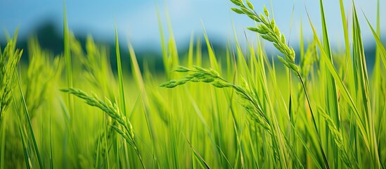 Obraz premium Rice seed ripe and green leaves in rice field Growth and Yield of rice plants in summer color tone. Creative banner. Copyspace image