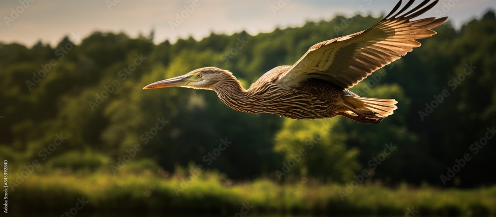 Poster a beautiful bittern flies over the forest glade low over the grass. creative banner. copyspace image