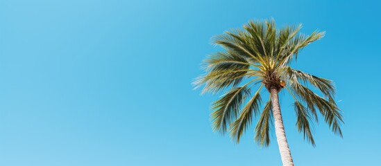 palm tree on background of blue sky. Creative banner. Copyspace image