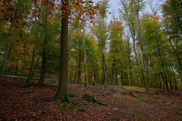 Obraz premium Amazing Carpathian forest in autumn season, Slovakia