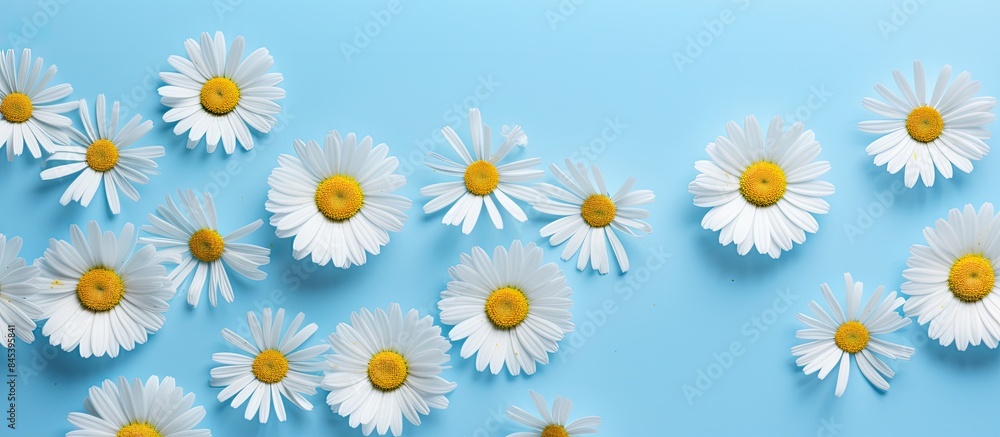 Poster daisy pattern flat lay spring and summer chamomile flowers on a blue background repetition concept t