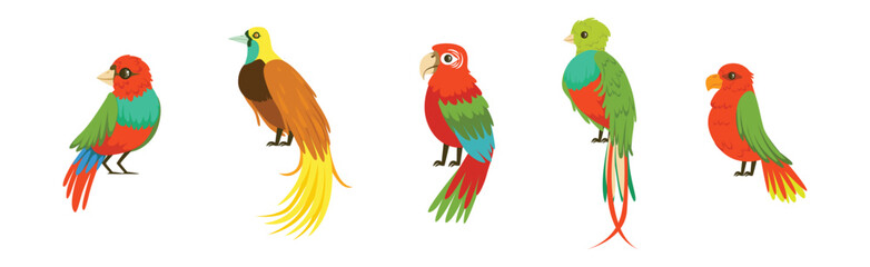 Bright Tropical Bird with Colorful Feathers Vector Set