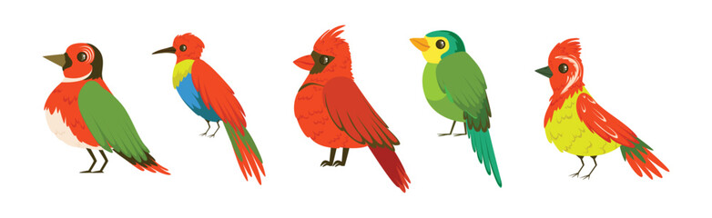 Bright Tropical Bird with Colorful Feathers Vector Set
