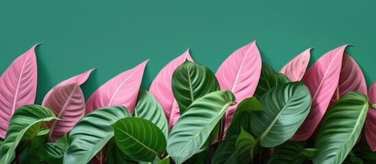 Obraz premium Green Leaves With Pink Stripes. Creative banner. Copyspace image