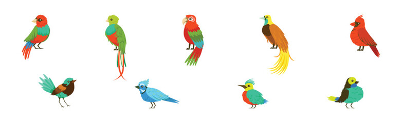 Bright Tropical Bird with Colorful Feathers Vector Set