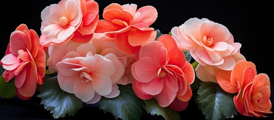 Obraz premium Begonia. Creative banner. Copyspace image