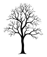 Obraz premium PNG Tree with leaf silhouette drawing sketch.
