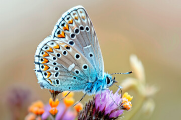 Naklejka premium Beautiful Common Blue butterfly rests among the foliage of a garden