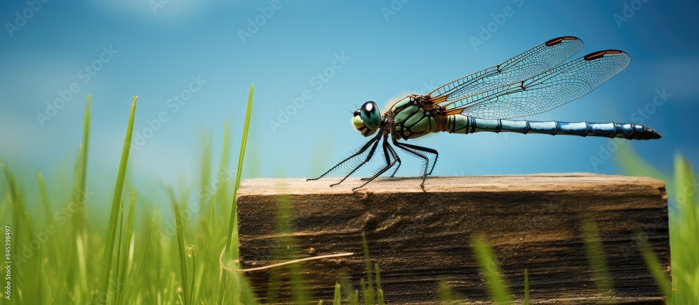 Poster Side view of a dragonfly with a crate on the grass. Creative banner. Copyspace image