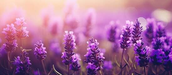Lavender flowers blooming Vintage color in the garden for design nature background. Creative banner. Copyspace image