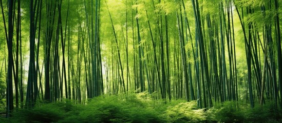 Fototapeta premium densely photographed green bamboo trees. Creative banner. Copyspace image