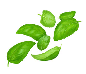 Flying basil leaves on white background