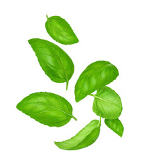 Fototapeta premium Composition of flying basil leaves on white background