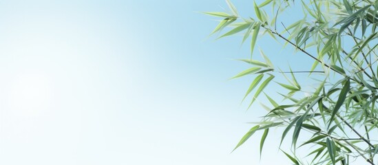 Fototapeta premium Decorative Bamboo Plants on a sky background. Creative banner. Copyspace image