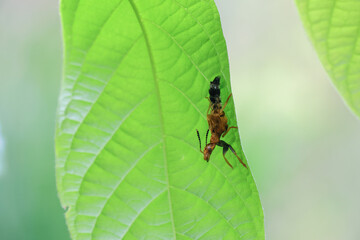 Close-up Paederinae, a strange-looking insect that is hard to see. Beautiful insects under green leaves in nature forest