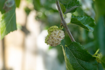 Close-up of a white mulberry berry. White mulberry close-up