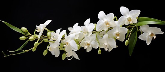 Obraz na płótnie Canvas dendrobium orchid the color is white there are some buds that haven t bloomed yet. Creative banner. Copyspace image