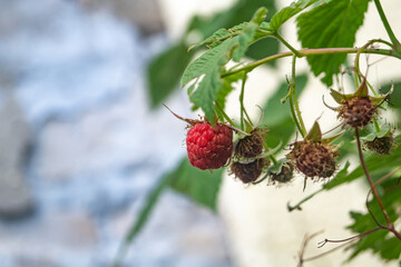 Close-up of a red raspberry on a bush