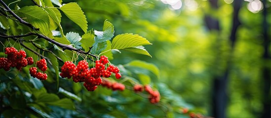 berries in the forest in the park. Creative banner. Copyspace image