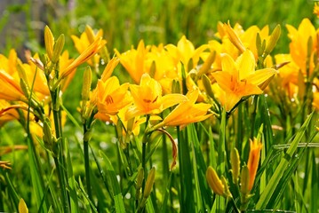 Obraz premium Bright yellow daylily flowers illuminated by the evening sun. 