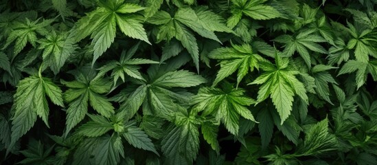 The dense thicket of nettles close up Can be used as background. Creative banner. Copyspace image