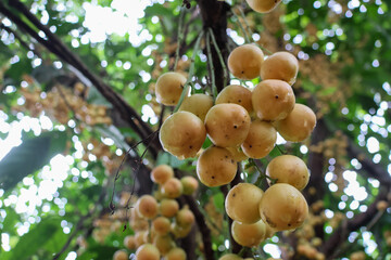 Baccaurea ramiflora, yellow fruits, fully ripe during the rainy season. Thai fruits with sweet and...