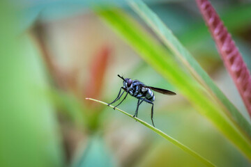 Close-up of a hairy fly. Colorful, beautiful patterns in the forest, a natural background.