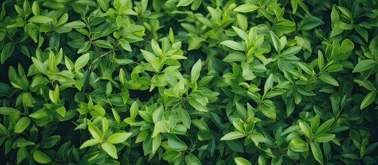 Fototapeta premium Green garden plant leaf background. Creative banner. Copyspace image