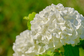 Beautiful lush white inflorescences of viburnum in the spring garden. Decorative shrubs in landscape design