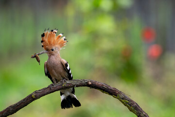 Eurasian hoopoe © Matthias