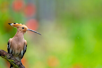 Eurasian hoopoe © Matthias
