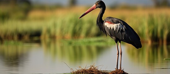 The black stork Ciconia nigra Nameri National Park. Creative banner. Copyspace image © HN Works
