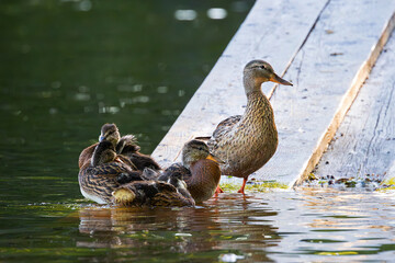 female mallard with offspring at the duck pond