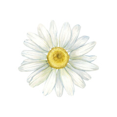 Summer field wild chamomile white flower (Matricaria chamomilla, kamilla, scented mayweed, whig plant, mother's daisy). Watercolor hand drawn painting illustration, isolated on white background