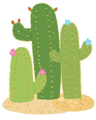 cactus in the desert