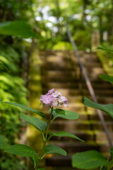 鎌倉246　妙本寺13　紫陽花