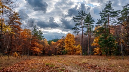 Forest with autumn leaves under a cloudy sky