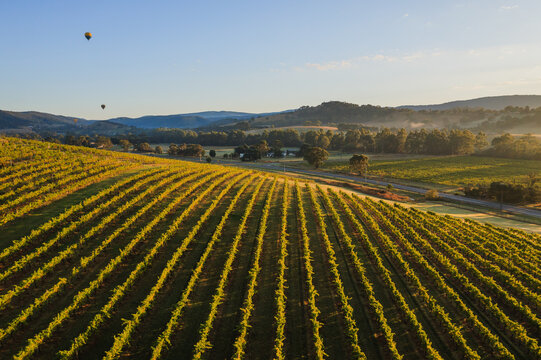 Aerial view of vineyards and valley, Yarra Valley, Victoria, Australia