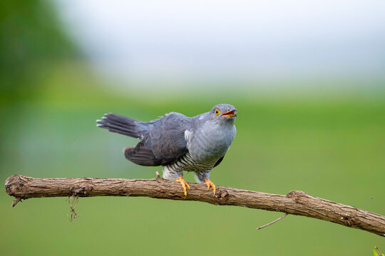 Cuckoo