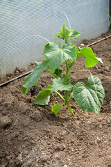 Cucumber seedlings in a greenhouse close-up, home gardening