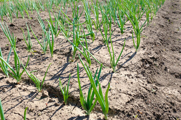 Green onions growing in a garden bed in open ground in a home garden