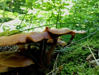 On the surface of the old day, covered with green forest moss, poisonous brown mushrooms grow that are parasitic on trees. Beautiful natural background with mushrooms and plants with moss and green gr