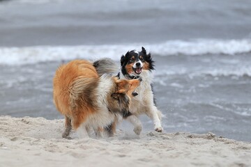 Amerikanischer Collie und Australien Shephard spielen am Strand