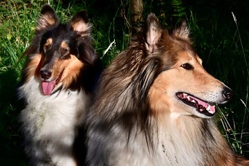 Amerikanische Collies, Hündin und Rüde