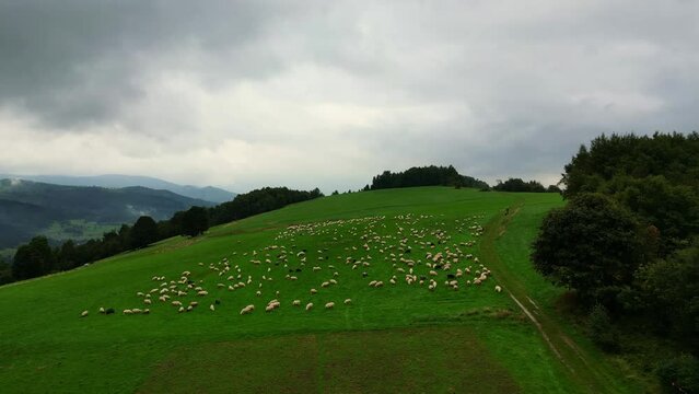 sheeps in a beskid mountains on a rainy foggy clowdy day