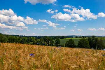 Blue sky with clouds over the rye fields. Agricultural lands.