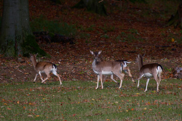 Fallow deer,, dama dama,, on carpathian forest, Slovakia