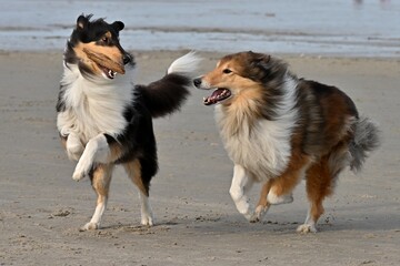 Australian Shepherd und Collierüde spielen am Strand