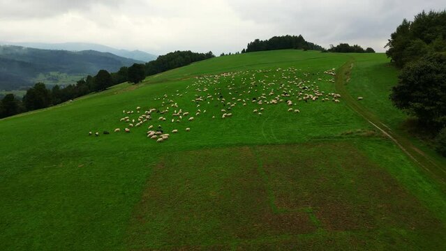 sheeps in a beskid mountains on a rainy foggy clowdy day